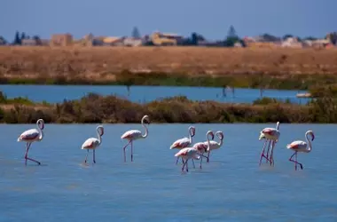 Global Birdwatching Destinations